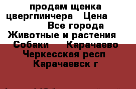 продам щенка цвергпинчера › Цена ­ 15 000 - Все города Животные и растения » Собаки   . Карачаево-Черкесская респ.,Карачаевск г.